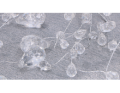 myh190110_girlanda_krysztalowa_2D_0002_small.png