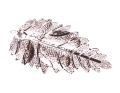 img_2D_0002_large.png