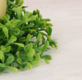 19620_wianek_2d_0002.png