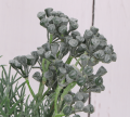 50818_0003.png