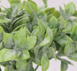 Gałązka bukszpanowa oliwna zielona gęsta 20cm 