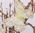354.040_0004.png