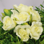 Kwiatki różyczki na druciku kremowe 36szt