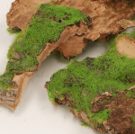 Kora dekoracyjna z mchem susz 100g