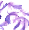 piórka_ciemny_fiolet_0001.jpgk-removebg-preview.png