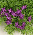 MYH190364 FIOLET_0007.png