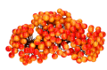 myh190139_2D_0002_large.png