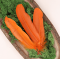 feather 24b_0002.png