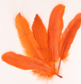 feather 24b_0001.png