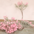 2aa08bc4b41d25233ead1d307c8f888f.png