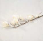 magnolia ośnieżona kremowa 56cm
