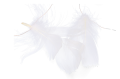 test_2D_0004_large.png