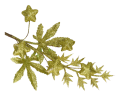 galazka_brokatowa_myh187656_zielona_2D_0001_large.png